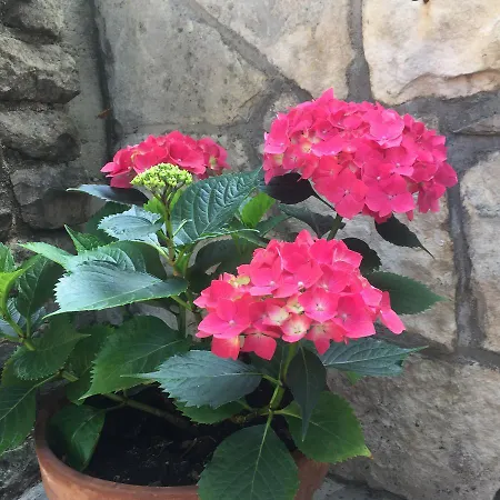 Vesna 아파트 포르토로즈