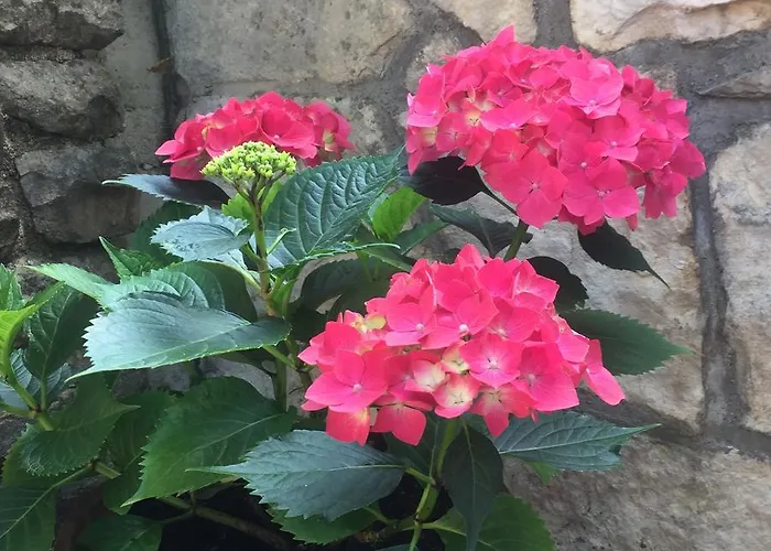 Vesna شقة بورتوروز